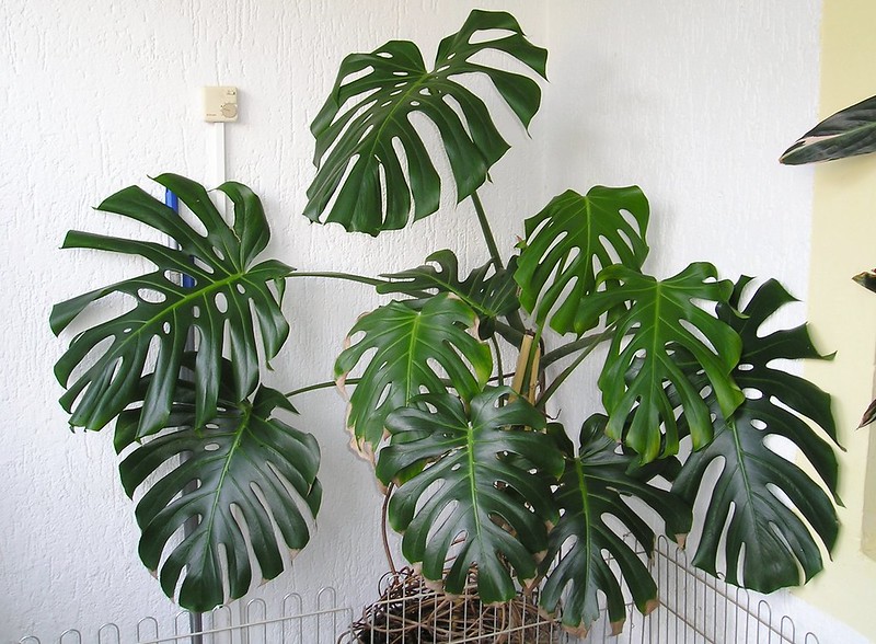 Significance of Monstera Plant: Aesthetic and Health Benefits